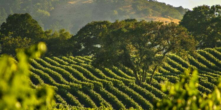 Napa Valley Estate With A Resort Feel Comes
