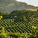 Napa Valley Estate With A Resort Feel Comes