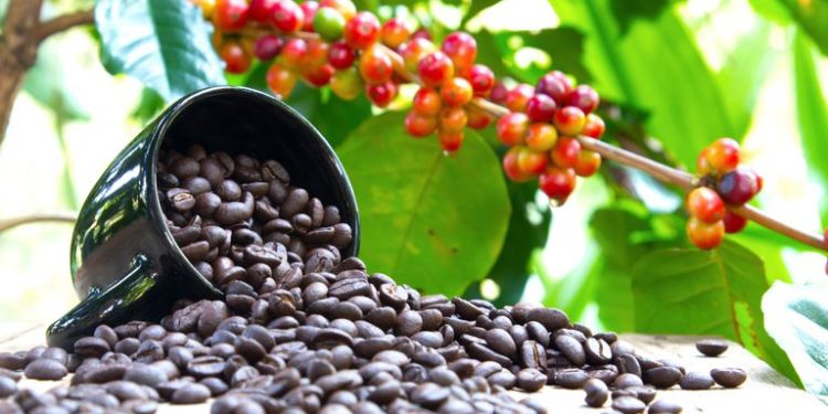 In search of the oldest arabica coffee tree