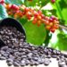 In search of the oldest arabica coffee tree