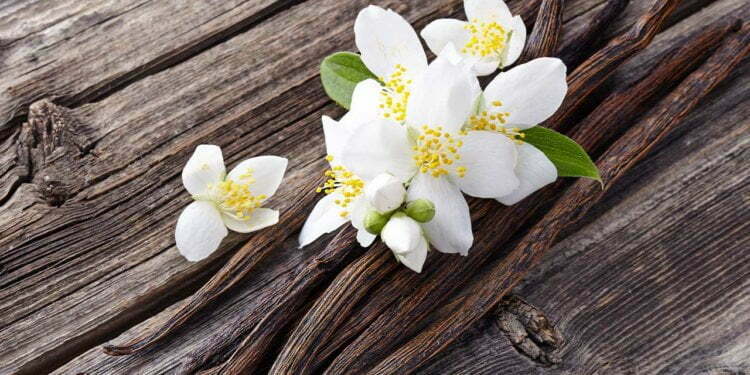 Global Vanilla Extracts Market Size