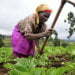 Engineer became farmers locate sustainable life style in farming