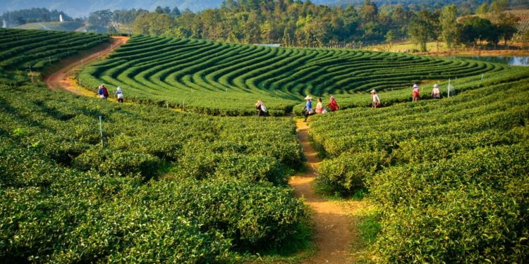 Assam Man’s ‘Green Army’ Is Changing How NE Farms