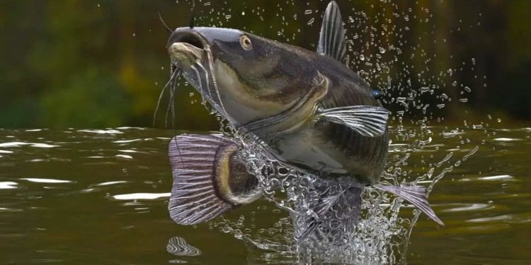 US importer recalls the massive quantity of Vietnamese catfish