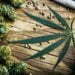 TSA Updates Marijuana Rules To Allow Hemp-Derived CBD On Flights